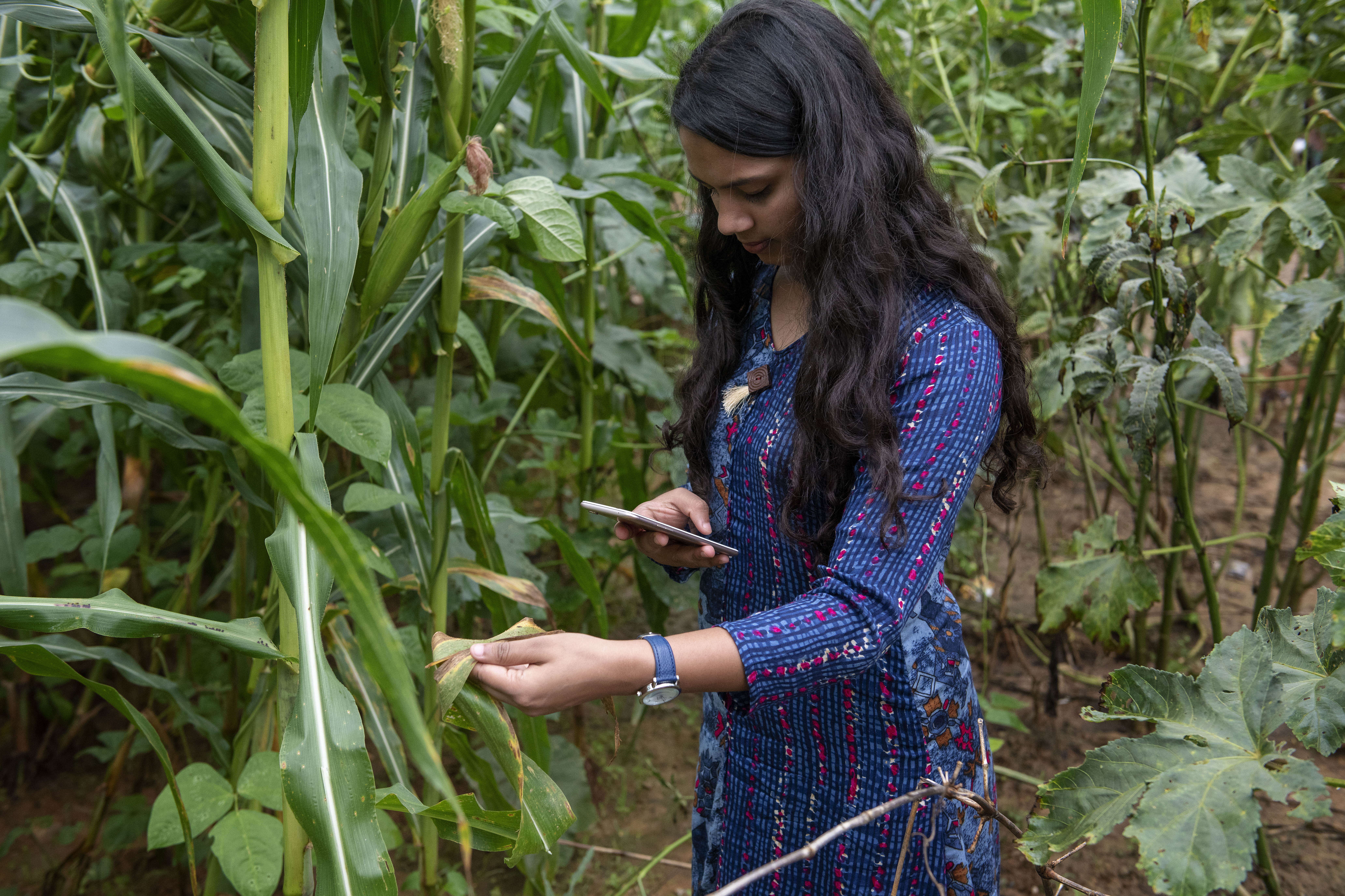 CGIAR
