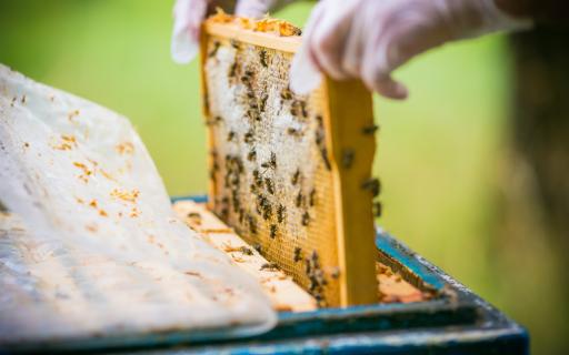 Beekeeping in Rwanda, Shutterstock