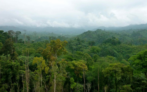 Tropical forests, Congo Basin (DRC) © AFD
