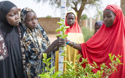 Kinderen van een school in Niamey (Niger) meten hoe hoog een boom is gegroeid. De school wil bomen en hagen planten rond de gebouwen. © Enabel/Colin Delfosse