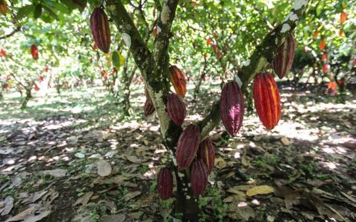 La culture durable du cacao a tout à voir avec un revenu décent pour le producteur de cacao (© Shutterstock).